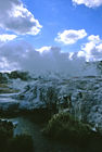 Steam geyser at Te Whakarewarewa