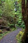 Path in the rainforest
