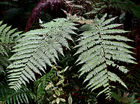 The silver fern, native leaf of New Zealand
