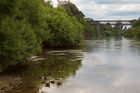 Ducks on the shore of Waikato River