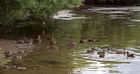 Ducks on the shore of Waikato River