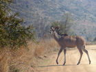 Female kudu