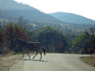 A zebra crossing (two in fact!)