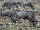 Wildebeests (gnu)
